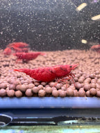 Fire Red Cherry Neocaridina shrimp - The Ray Aquariums