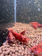 Fire Red Cherry Neocaridina shrimp - The Ray Aquariums