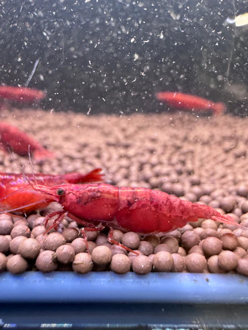 Fire Red Cherry Neocaridina shrimp - The Ray Aquariums