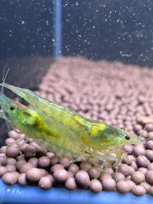 Blue Jelly Neocaridina Shrimp - The Ray Aquariums