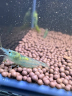 Blue Jelly Neocaridina Shrimp - The Ray Aquariums