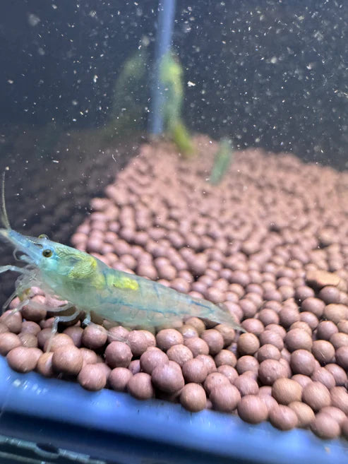 Blue Jelly Neocaridina Shrimp - The Ray Aquariums