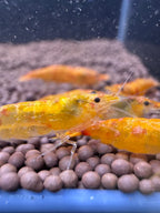 Koi Sunburst Neocaridina shrimp