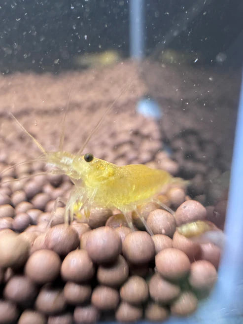 Lemon Yellow Amano shrimp - The Ray Aquariums