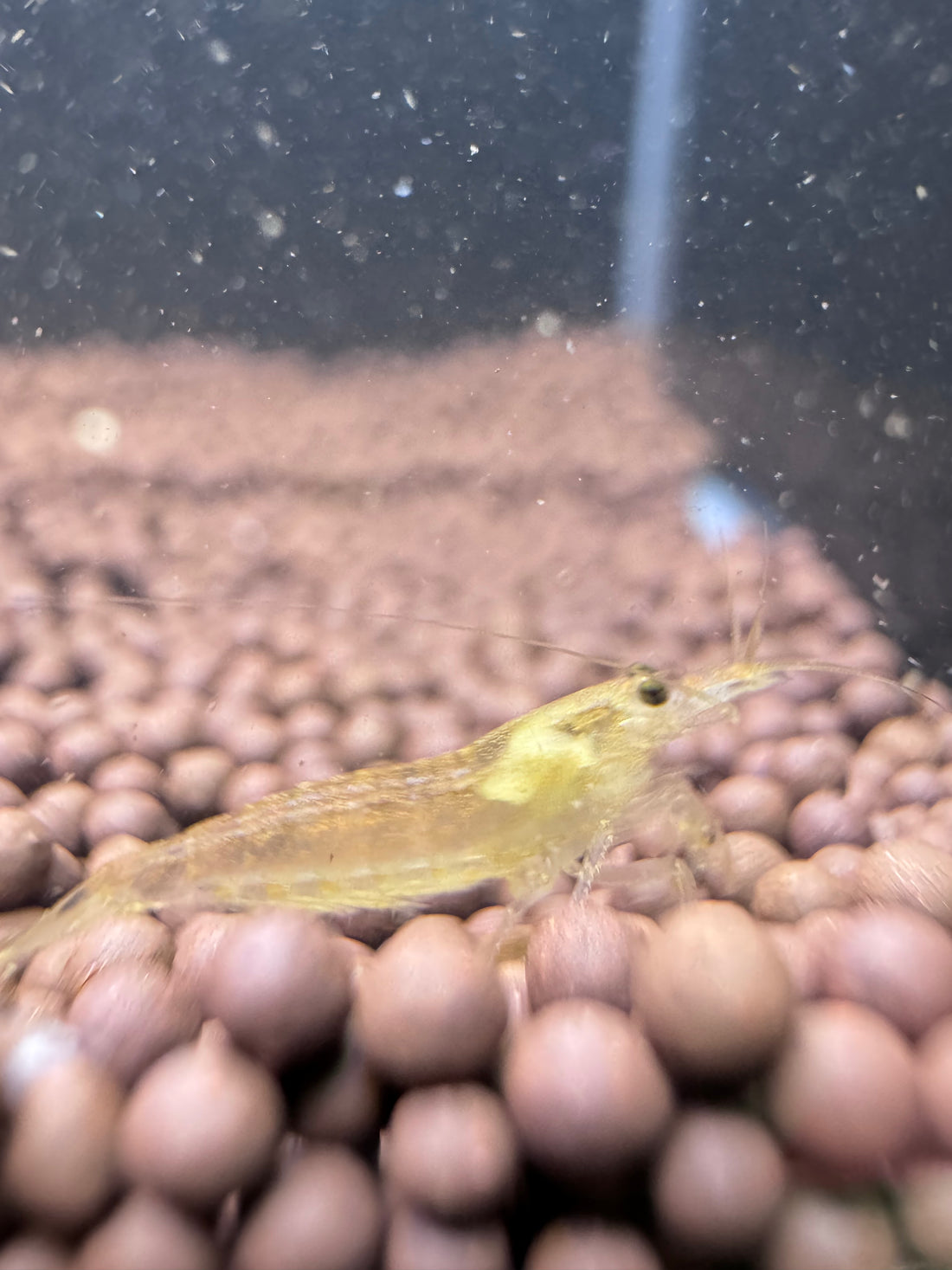 Lemon Yellow Amano shrimp - The Ray Aquariums