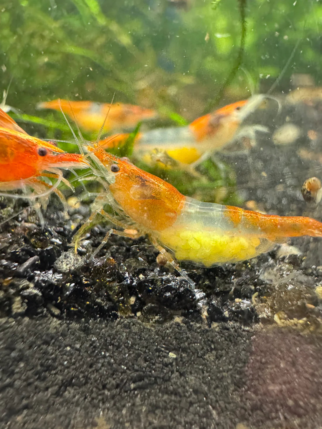Orange Rili Neocaridina Shrimp - The Ray Aquariums