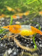 Orange Rili Neocaridina Shrimp - The Ray Aquariums