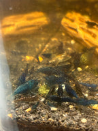 Blue Dream Neocaridina Shrimp - The Ray Aquariums