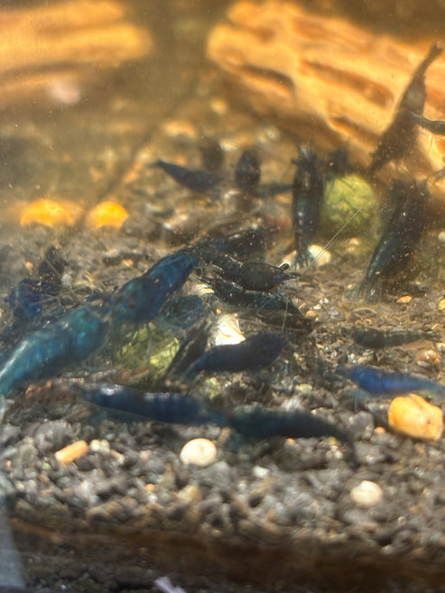 Blue Dream Neocaridina Shrimp - The Ray Aquariums