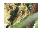 Green Jade Neocaridina Shrimp - The Ray Aquariums