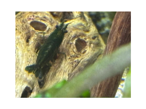 Green Jade Neocaridina Shrimp