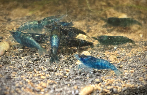 Blue Dream Neocaridina Shrimp - The Ray Aquariums