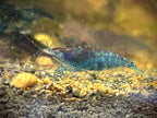 Blue Dream Neocaridina Shrimp - The Ray Aquariums