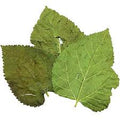 Mulberry Leaves