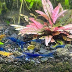 Blue Diamond (Blue Ocean) Neocaridina Shrimp - The Ray Aquariums