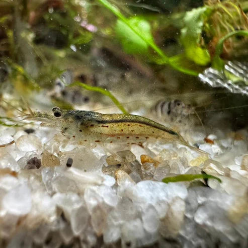 Amano shrimp - The Ray Aquariums
