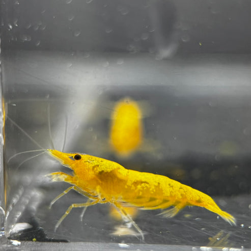 Vibrant Yellow Gold Dust Neocaridina Shrimp