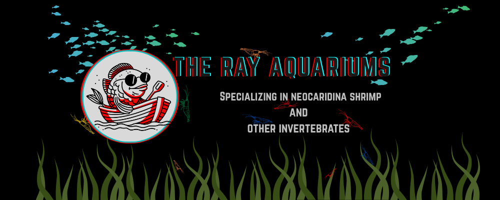 How to drip acclimate your shrimp guide – The Ray Aquariums