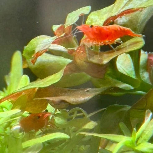 Blood Orange Neocaridina Shrimp - The Ray Aquariums
