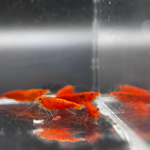 Blood Orange Neocaridina Shrimp
