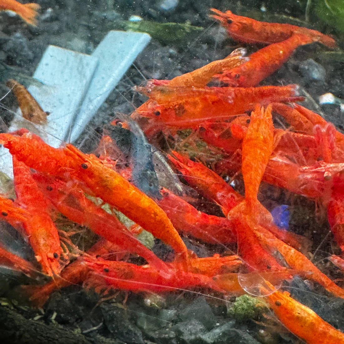 Blood Orange Neocaridina Shrimp - The Ray Aquariums