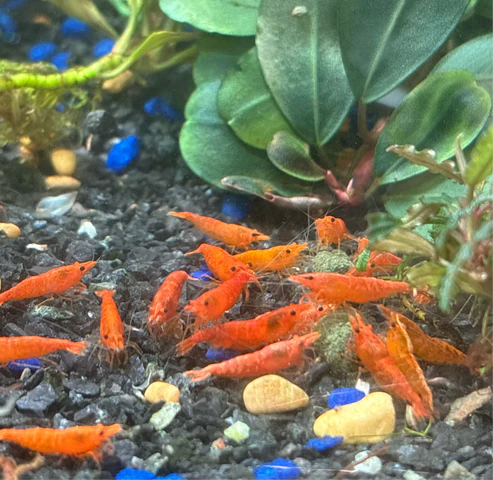 Blood Orange Neocaridina Shrimp - The Ray Aquariums