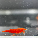 Blood Orange Neocaridina Shrimp - The Ray Aquariums
