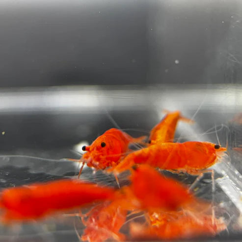 Blood Orange Neocaridina Shrimp - The Ray Aquariums