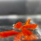 Blood Orange Neocaridina Shrimp - The Ray Aquariums