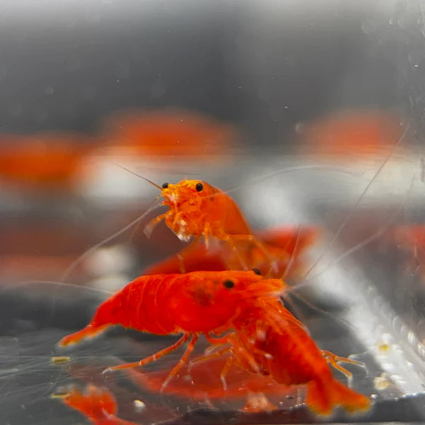 Blood Orange Neocaridina Shrimp - The Ray Aquariums
