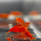 Blood Orange Neocaridina Shrimp - The Ray Aquariums