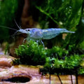 Blue Jelly Neocaridina Shrimp - The Ray Aquariums